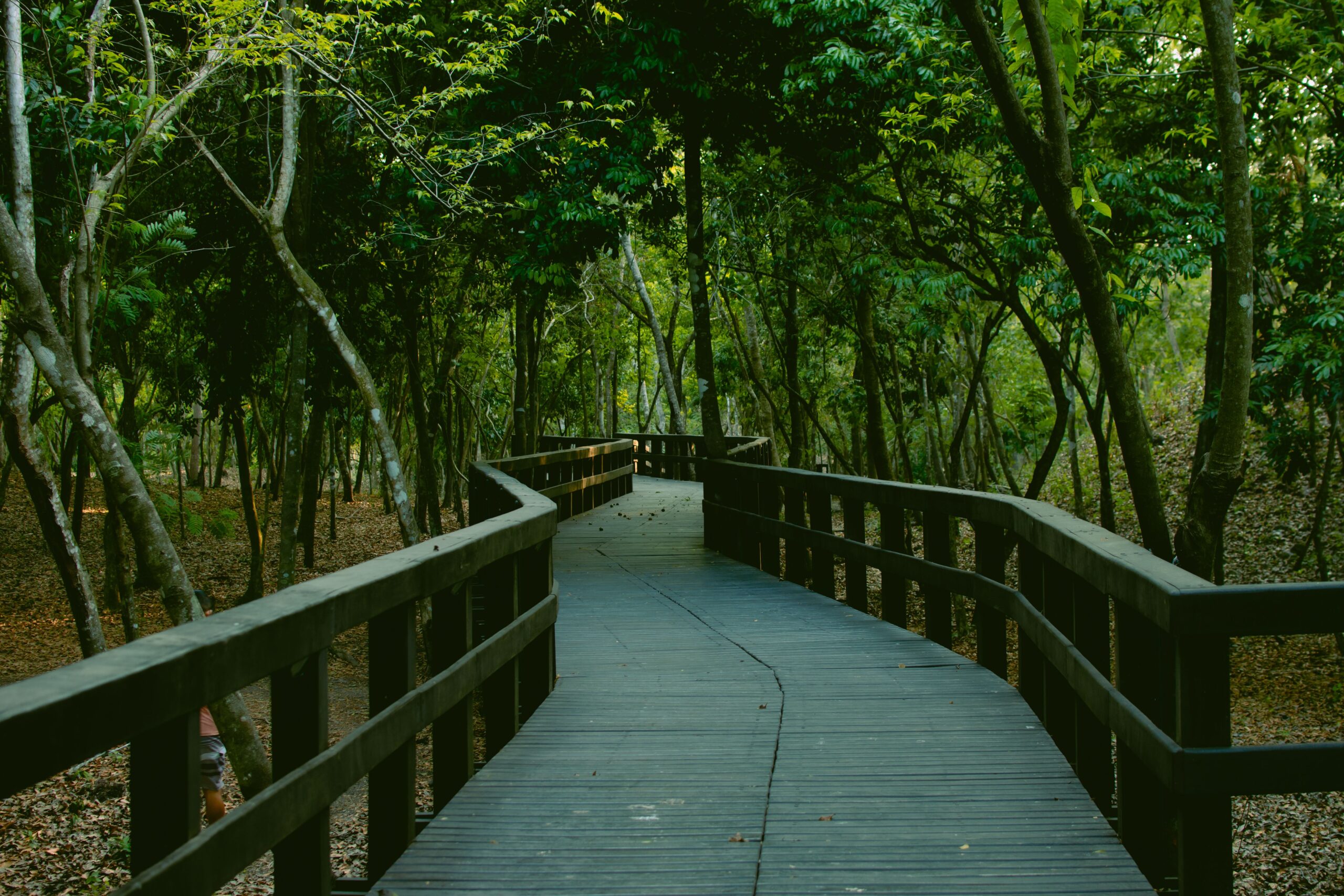 Wooden walkway winding through a dense green forest,
