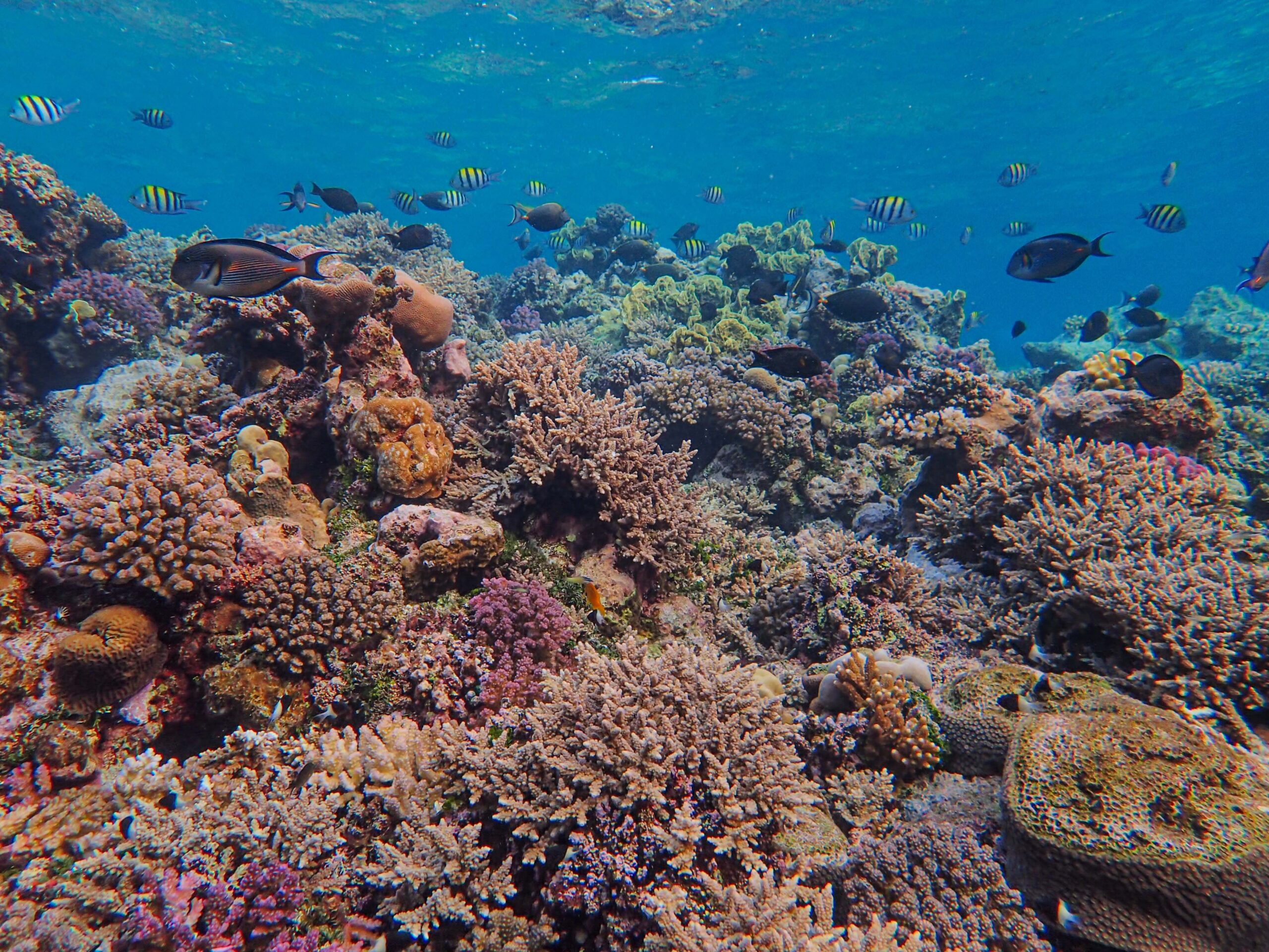coral reef bustling with tropical fish and marine life
